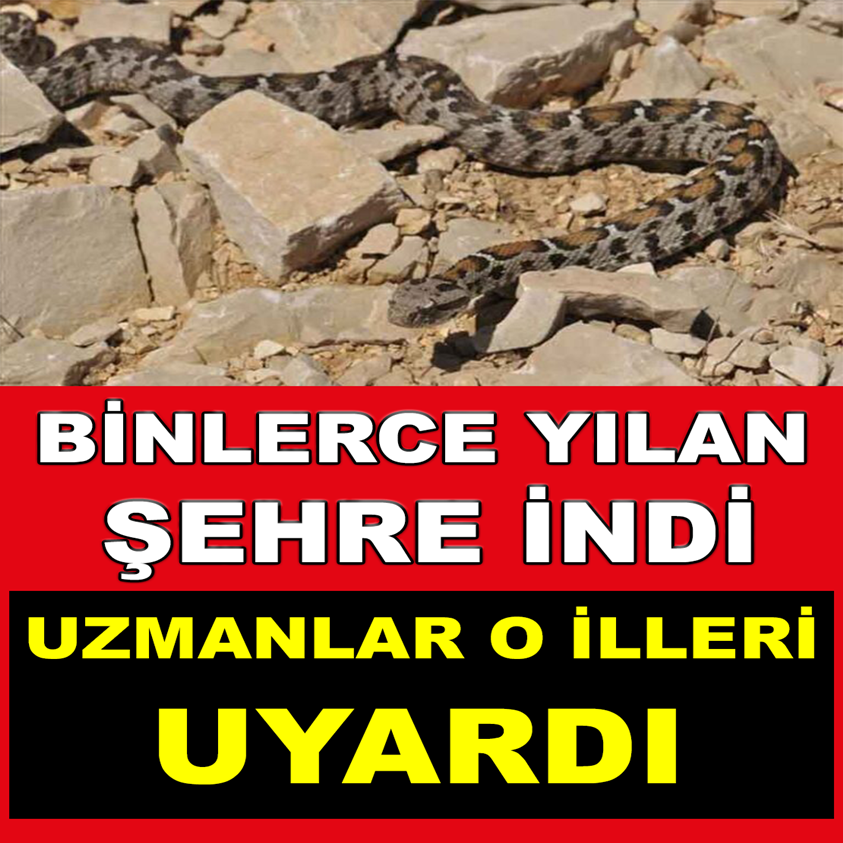 BİNLERCE YILAN ŞEHRE İNDİ UZMANLAR O İLLERİ UYARDI