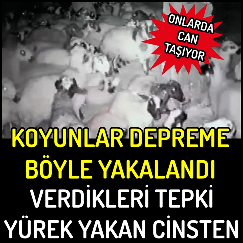 KOYUNLAR DEPREME BÖYLE YAKALANDI