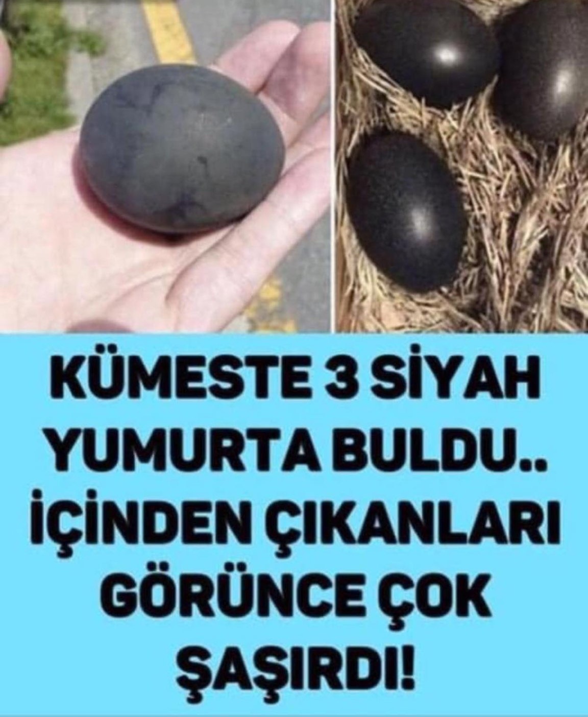 KÜMESTE 3 SİYAH YUMURTA BULDU.