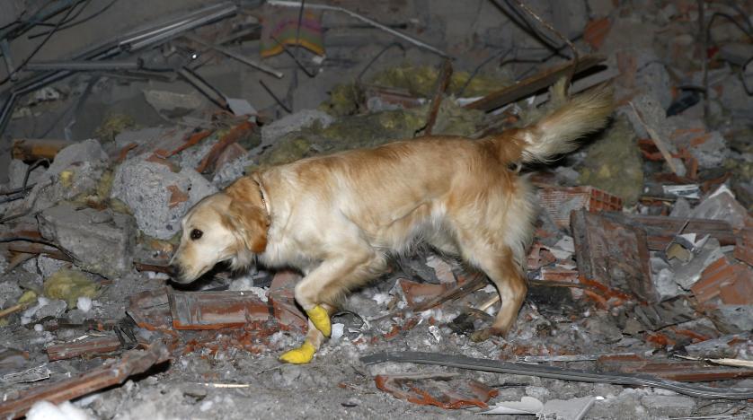 TÜM TÜRKİYE BU KÖPEĞİ KONUŞUYOR