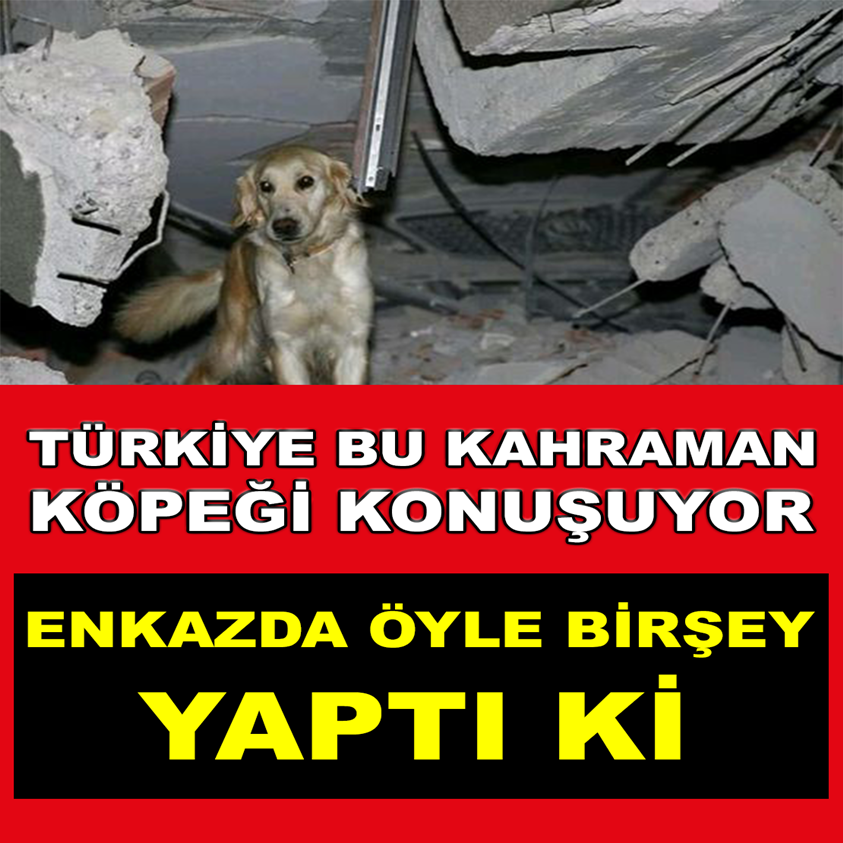 TÜRKİYE BU KAHRAMAN KÖPEĞİ KONUŞUYOR ENKAZDA ÖYLE BİRŞEY YAPTI Kİ